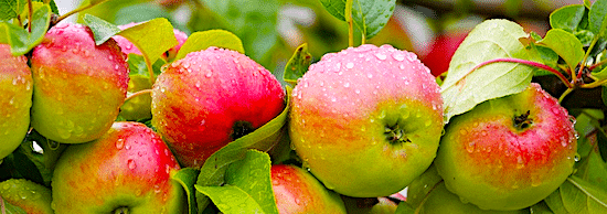 Bio-Wochenmarkt Ottensen