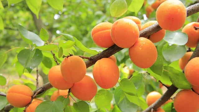 Das Bild zeigt eine reife Aprikose an einem Aprikosenbaum
