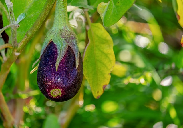 Das Bild zeigt eine Aubergine, die reif für die Ernte ist.