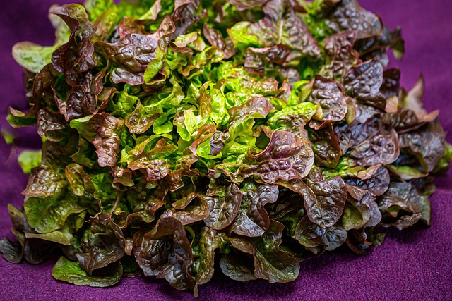 Das Bild zeigt Eichblattsalat und verdeutlicht, dass es den Salat in rot und grün auf dem Wochenmarkt zu kaufen gibt.