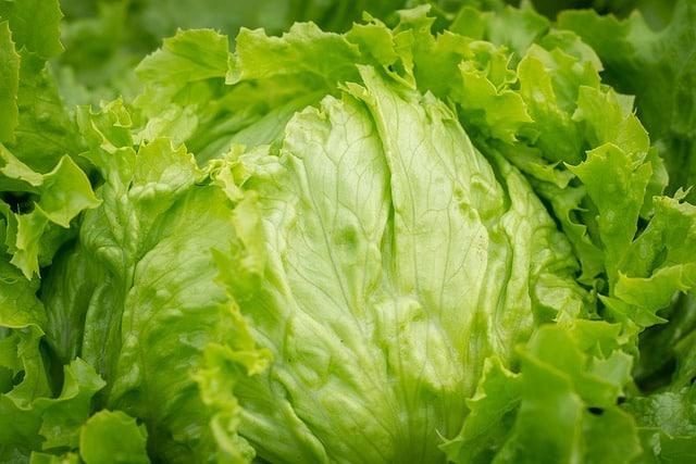 Das Bild zeigt Eisbergsalat und dient als Titelbild für den Beitrag.