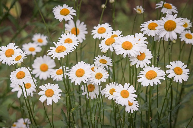 Das Bild zeigt Gänseblümchen und verdeutlicht, dass die Pflanzen viele Vitamine enthalten.