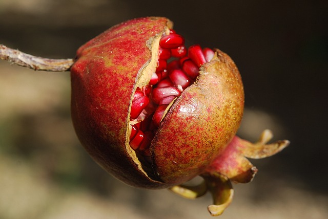 Das Bild zeigt einen Granatapfel und verdeutlicht das Thema "Granatapfel vom Wochenmarkt".