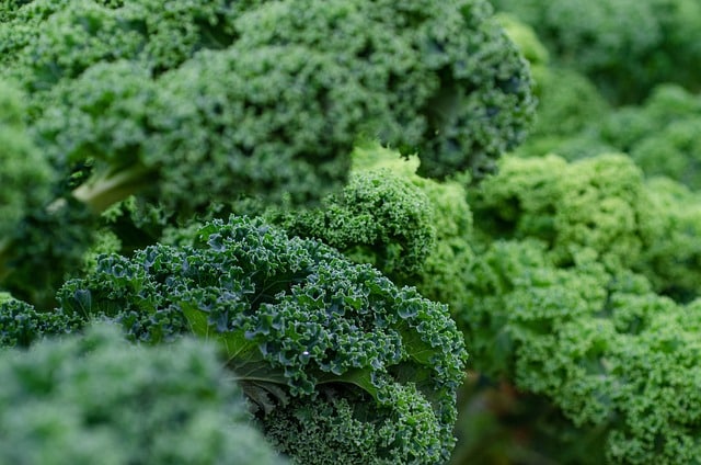 Das Bild zeigt Grünkohl und dient als Titelbild für den Beiträg über Vitamine und Rezepte".