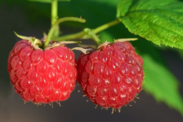 Das Bild zeigt Himbeeren und dient als Titelbild für das Thema "Himbeeren frisch auf dem Markt kaufen".