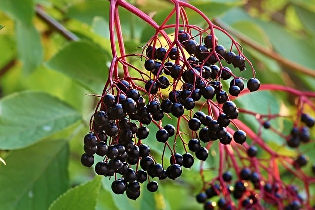 Das Bild zeigt Holunderbeeren und dient als Titelbild für das Thema "Frische Beeren vom Markt".