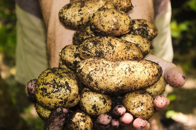 Das Bild zeigt Kartoffeln und dient als Titelbild für das Thema "Kartoffeln aus der Region vom Wochenmarkt kaufen".