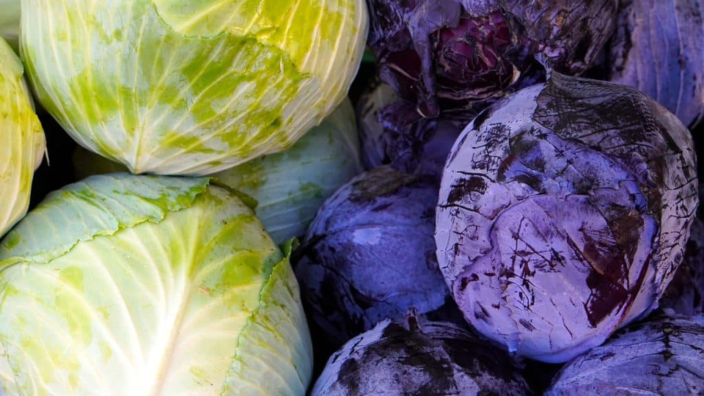 Das Bild zeigt frischen Weißkohl und Rotkohl und dient als Titelbild für das Thema "Kohl: Vitamine, Sorten, Ernte und Rezepte".