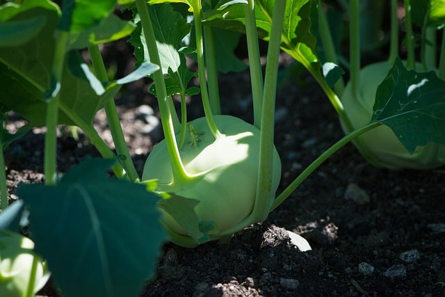 Das Bild zeigt Kohlrabi auf dem Feld und dient als Titelbild für das Thema "Kohlrabi frisch vom Markt".