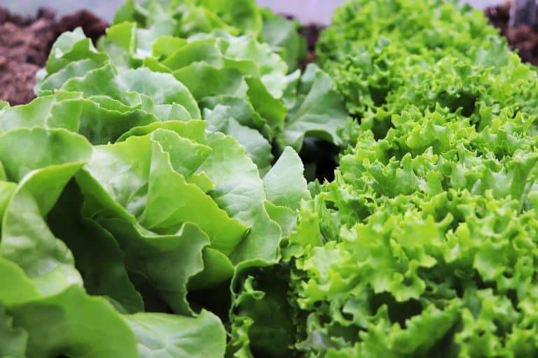 Das Bild zeigt Kopfsalat und dient als Titelbild für das Thema "Kopfsalat: Vitamine, Sorten, Anbau und Rezepte".