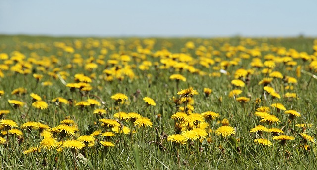 Das Bild zeigt Löwenzahn auf einer Wiese und dient als Titelbild für das Thema "Löwenzahn enthält viele wertvolle Vitamine für Ihre Gesundheit".