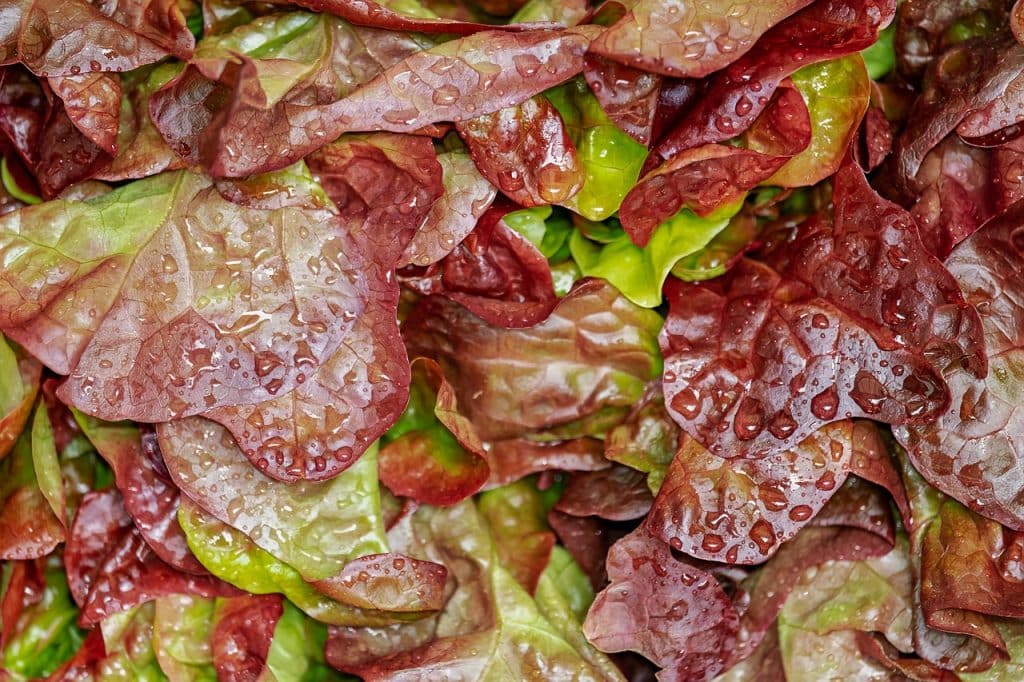 Das Bild zeigt die Salatsorte Lollo Rosso und dient als Titelbild für das Thema "Lollo Rosso: Vitamine, Anbau, Ernte". und Rezepte