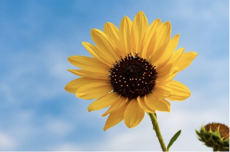 Das Bild zeigt eine Sonnenblume und steht für die Ökomärkte und Bio-Wochenmärkte in Berlin.
