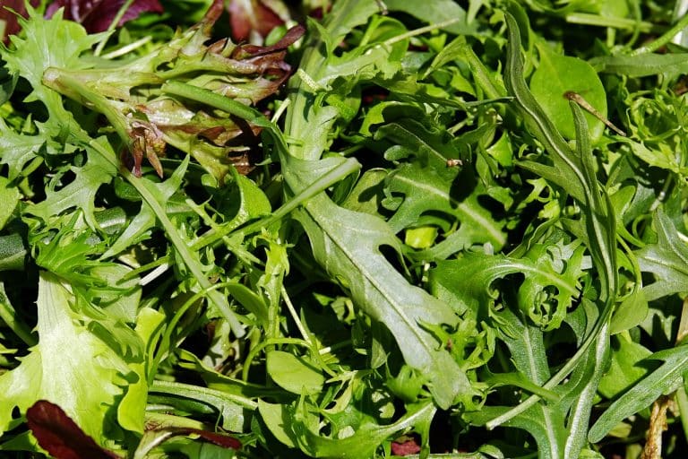 Das Bild zeigt Rucola und dient als Titelbild für das Thema Rucola frisch vom Markt.