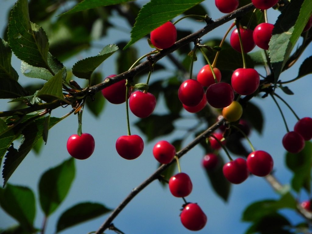 Das Bild zeigt Sauerkirschen am Baum und dient als Titelbild für das Thema "Sauerkirschen frisch vom Wochenmarkt".