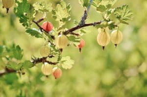 Stachelbeeren frisch vom Markt