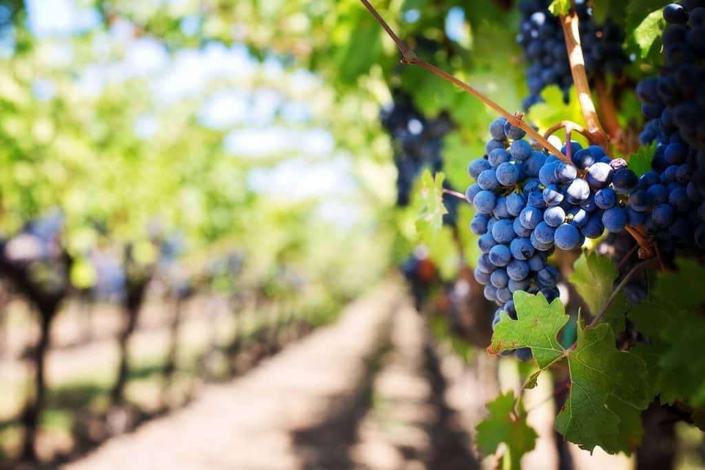 Das Bild zeigt Weintrauben vor der Ernte und dient als Titelbild für das Thema "Weintrauben vom Wochenmarkt".