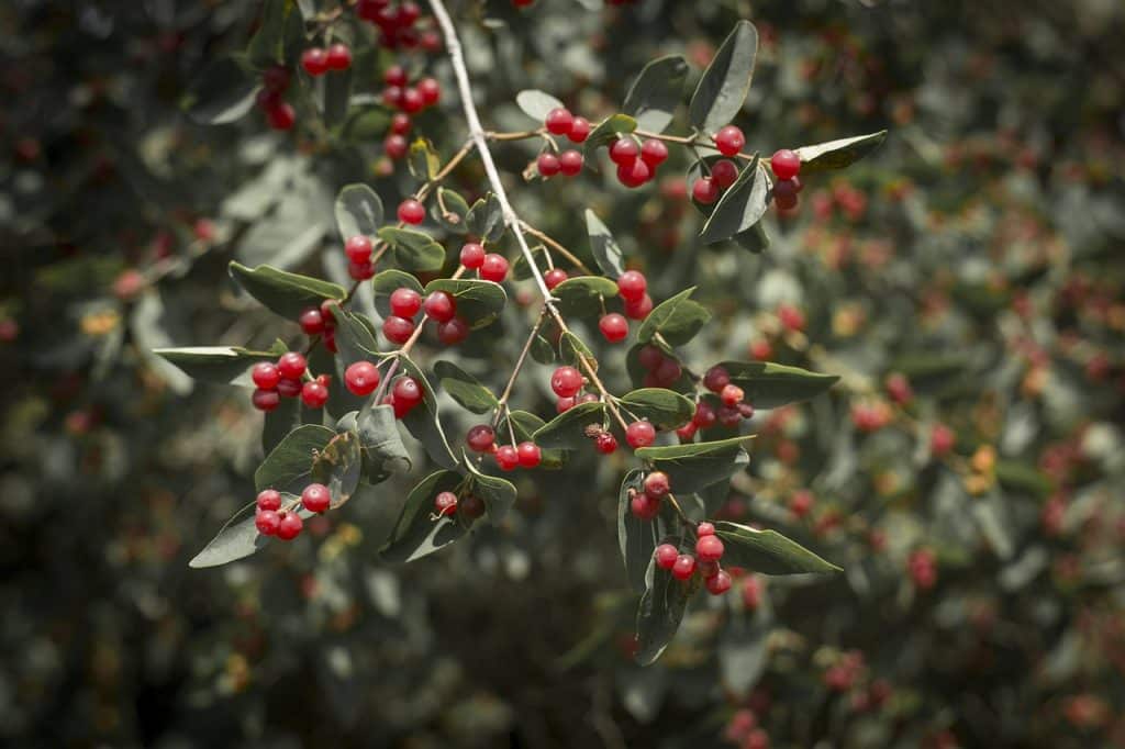 Das Bild zeigt Wolfsbeeren und dient als Titelbild für das Thema "Wolfsbeeren als Alternative zu den Goji-Beeren".