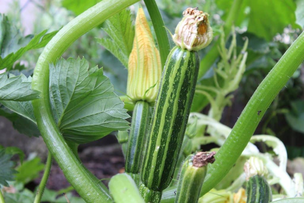 Das Bild zeigt eine Zucchini und dient als Titelbild für das Thema "Anbau und Ernte von Zucchini, Vitamine und Rezepte".