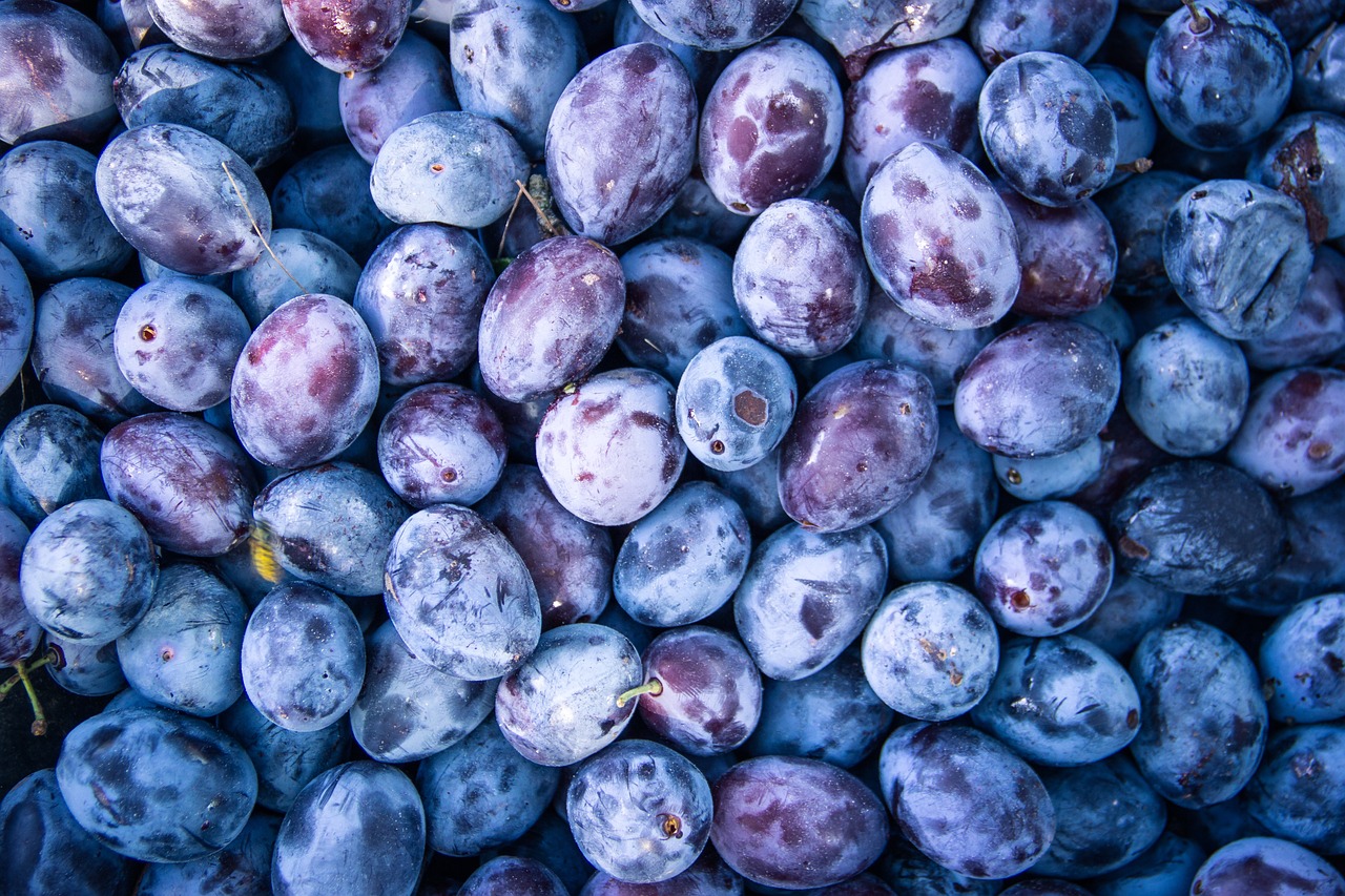 Das Bild zeigt Zwetschgen und dient als Titelbild für das Thema "Zwetschgen: Vitamine, Ernte und Kauf auf dem Wochenmarkt".