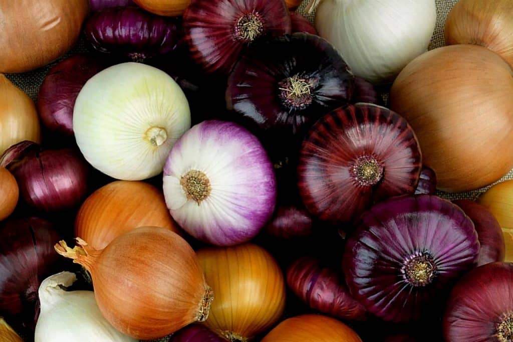 Das Bild zeigt Zwiebeln verschiedener Sorten und dient als Titelbild für das Thema "Zwiebeln: Anbau, Ernte und Vitamine".
